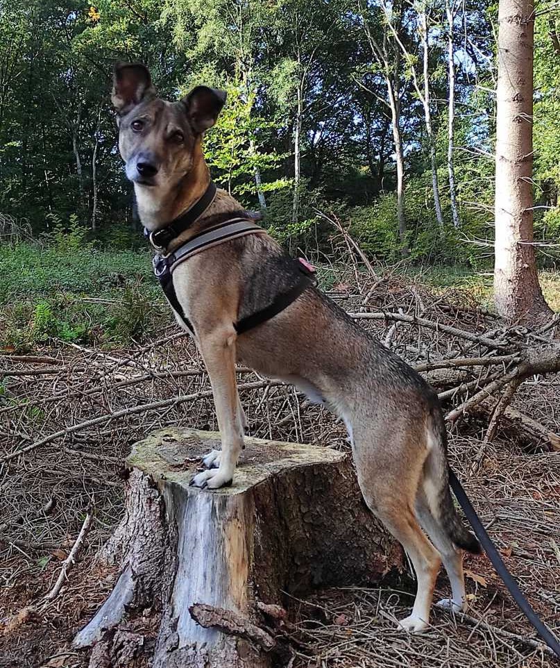 Physio-walk-für-Hunde-Annika-Janssen-Bremen-Sottrum