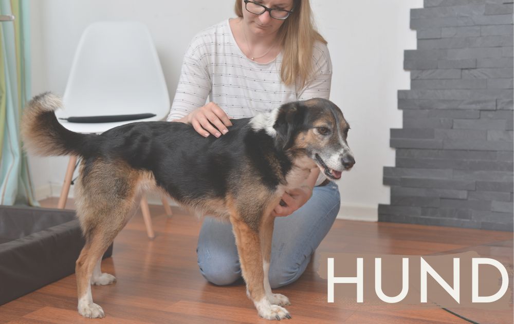 Annika-Janssen-Osteopathie-Physiotherapie-Hunde-Sottrum-Bremen