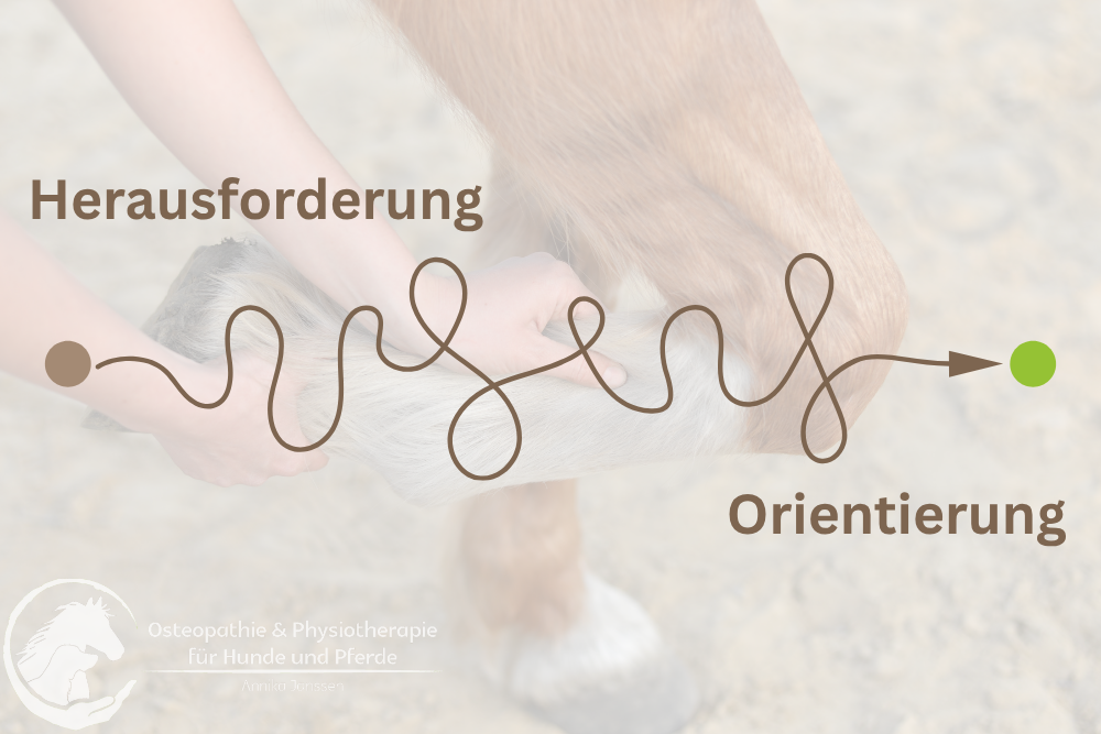 Annika-Janssen-Physiotherapeutin-Osteopathin-für-Pferde-Sottrum-5a-min Orientierungsgespräch Annika Janssen